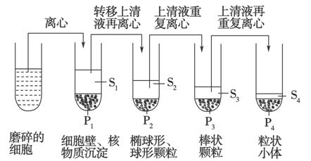 www.ziyuanku.com